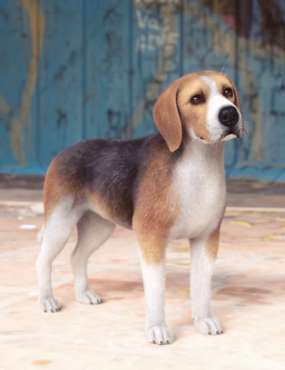 Beagle for Daz Dog 8 › daz studio